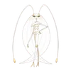 Pheromosa